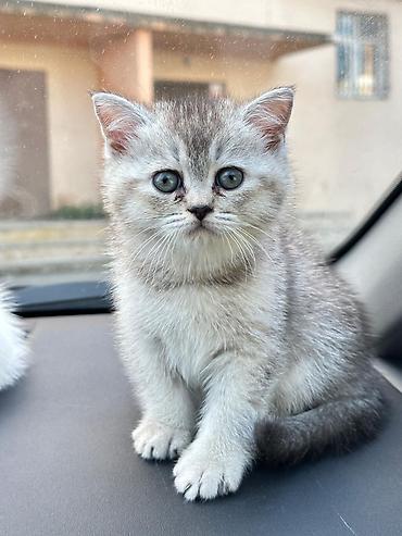 Pişiklər: Britan — 1