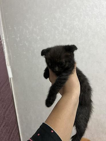 шотланский кошка: Шотландские вислоухие котята. Милые котята с характерными прижатыми — 4