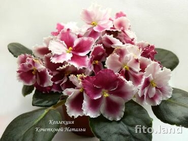 вид цветов: Продаю сортовые фиалки 🌺:деткистартеры.,свежим срезом черенки.Для