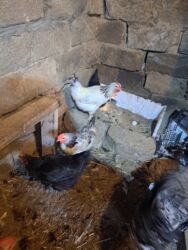 Toyuqlar: Tam saglam yumurtayan toyuglar Bakının Digah kendi — 8