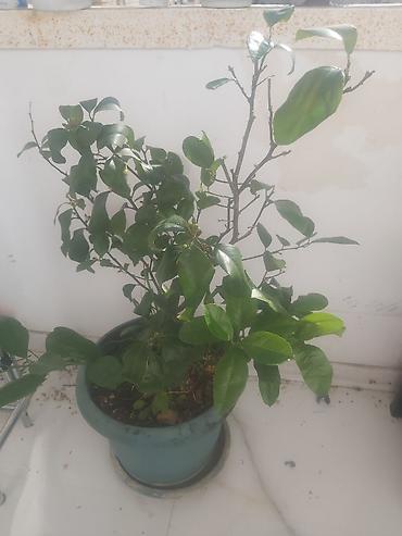 limon sam agaci: Limon ağacı. Bar verəndir — 10