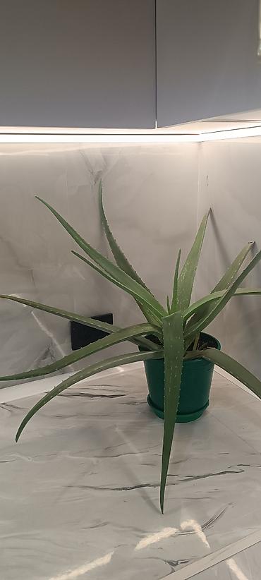 цветы алоэ: Алоэ вера в горшке - Вид: Aloe vera (алоэ столетник), суккулент. - — 1