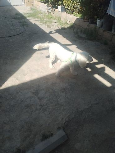 it ucun remen: Bişon Frize — 6