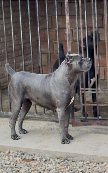 Psi: Dostupni za rezervaciju stenci Cane Corso iz registrovane — 18