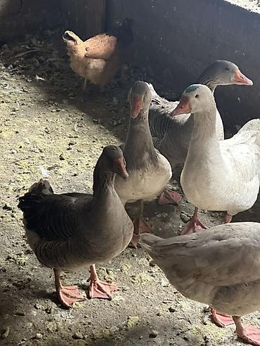 Другие с/х животные: Гуси домашние, серые и белые, молодые особи. Порода Линда 21 голова в — 1