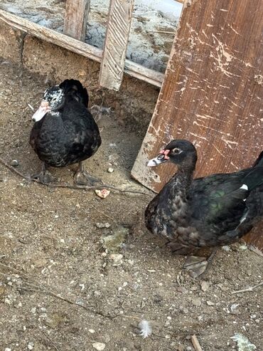 бишон фризе цена: Muscovy (hind) ördəkləri – 2 ədəd Xüsusiyyətlər: - Rəng: tünd-qara