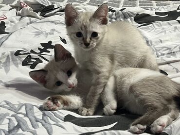 кошка с разными глазами: Кошка даром: Тайская, 2 месяца, Мальчик