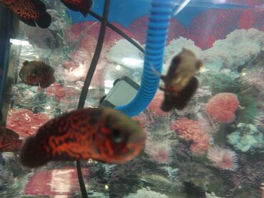 балык аквариум: Рыба астранаус