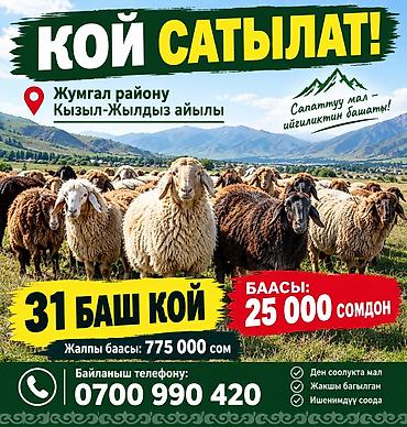 даром кошка: Продаю | Овца (самка) — 1