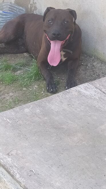 pitbull az: Pitbul, 11 ay, Erkek, Peyvəndli