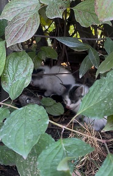 Находка и пропажа кошек: Во дворе нашего дома бездомная кошка родила котят (их 4) . Самой кошки — 3