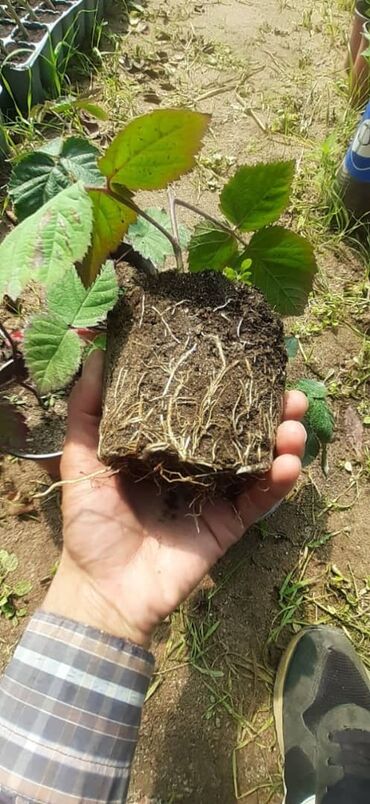 Фрукты и ягоды: Ежевика сортовая ремонтантная и летняя Сорта прошедшие сортоиспытание — 18