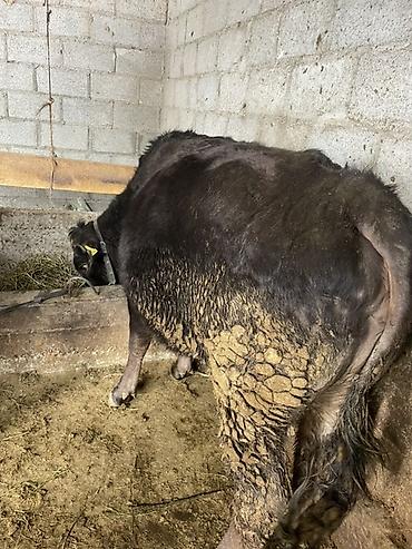 Коровы, быки: Продаю | Корова (самка) | На откорм, На забой, Для разведения — 9