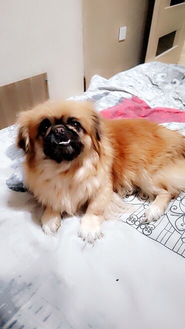 İtlər: Pekines, 6 il, Dişi, Peyvəndli, Pulsuz çatdırılma