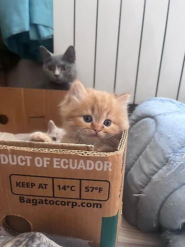 Pişiklər: Britan — 1