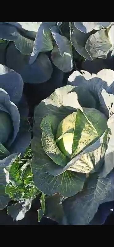 где купить цветы оптом дешево: Капуста Белокачанная, Оптом