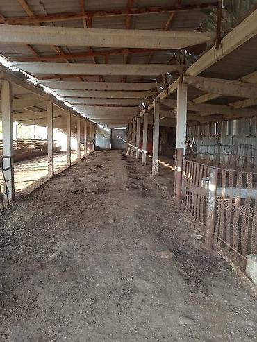 Продажа участков: 194 соток, Для бизнеса, Красная книга — 12