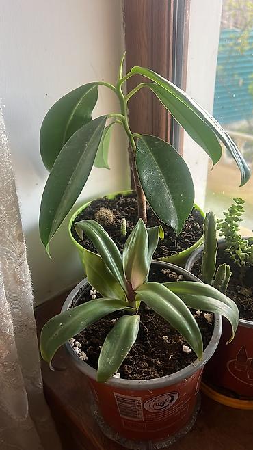 Otaq bitkiləri: Her cure guler var veregliyin baxin ancag xanimlara satiş olur Gencedi — 28