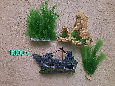 Рыбы: Продам растения и гроты для аквариума в хорошем состоянии,цена указана — 6