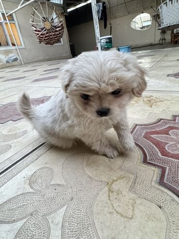 İtlər: 2 ay — 14