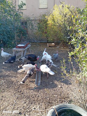 Hinduşka: Erkək, Damazlıq, Ünvandan götürmə — 5