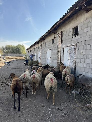 кошка майкун: Продаю | Овца (самка) | Для разведения | Матка — 4
