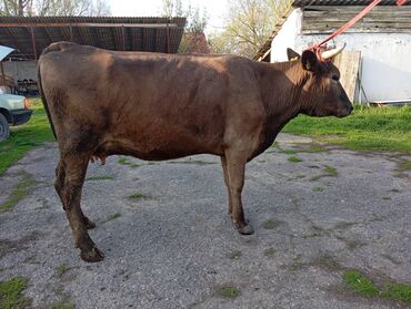 дойные коровы бишкек: Продаю | Корова (самка) | Алатауская, Швицкая | Для разведения, Для молока