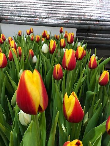 Букеты из живых цветов: Продаем тюльпаны оптом! Луковица голландская, выращенные в — 6