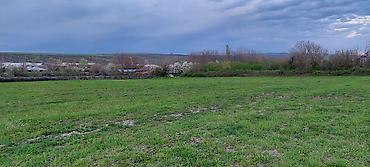 Torpaq sahələrinin satışı: Kənd təsərrüfatı — 8