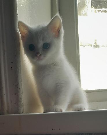 кошка маленькая: Кошка даром: Беспородная, Мальчик, Приучена к лотку — 2