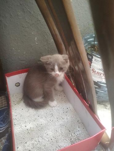 silver şinşila: Salam şinşila pisiy 3 ayliqdi qum terbiyesi var boz ag rengli — 4