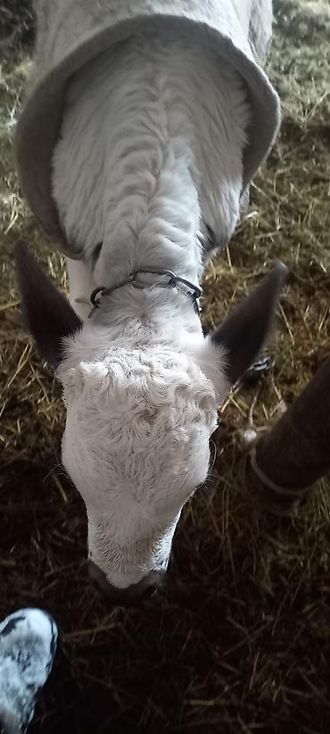 Коровы, быки: Продаю | Музоо, торпок | Полукровка | На откорм — 8