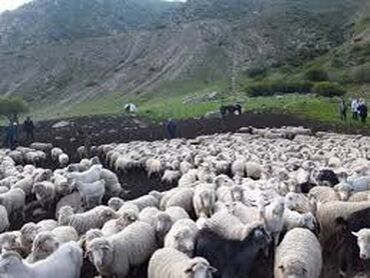 чабана: Требуется Пастух, Оплата Ежемесячно