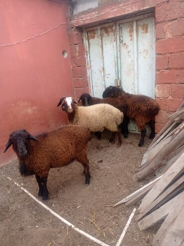 Qoyunlar, qoçlar: Erkək, Qala, il: 1, Damazlıq, Ətlik, Ünvandan götürmə — 7