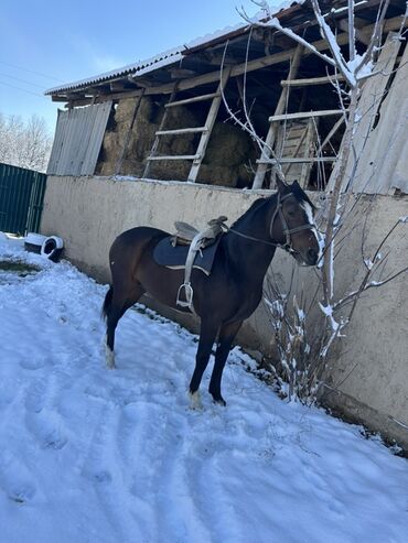 Лошади, кони: Продаю | Конь (самец) | Рабочий — 13