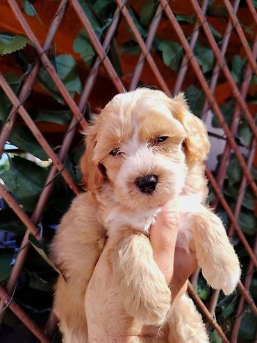 obuca ps: Dostupni za preuzimanje MALTIPOO prelepi, razigrani stenci, 4 decaka — 4