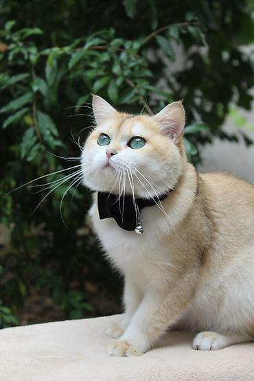 british shorthair qiymetleri: Britan, Erkək, Cütləşmə üçün — 3
