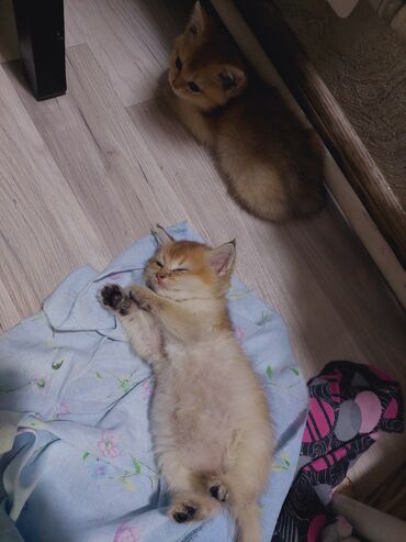 Pişiklər: Qızıl şinşilla, Erkək, Dişi, Yaxşı əllərə, Ünvandan götürmə -da lalafo.az — 5 Pişiklər: Qızıl şinşilla, Erkək, Dişi, Yaxşı əllərə, Ünvandan götürmə — 5