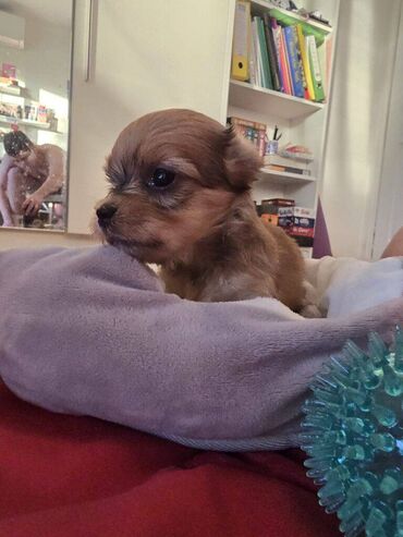 Psi: Štenci havanskog bišona šampionskog porekla iz registrovane — 8