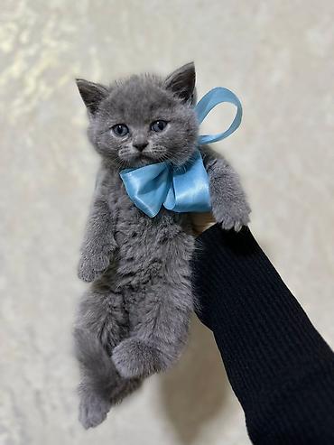 Pişiklər: Şotland yastı qulaq, Erkək, Dişi, Yaxşı əllərə, Pulsuz çatdırılma, Ödənişli çatdırılma, Ünvandan götürmə — 8