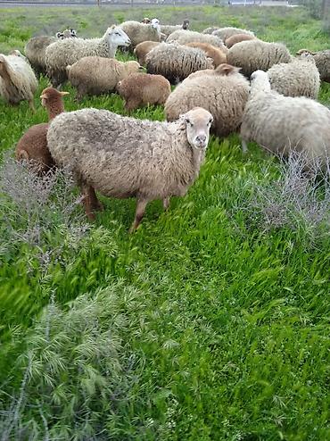 Qoyunlar, qoçlar: Dişi, il: 1, Damazlıq, Ünvandan götürmə — 12