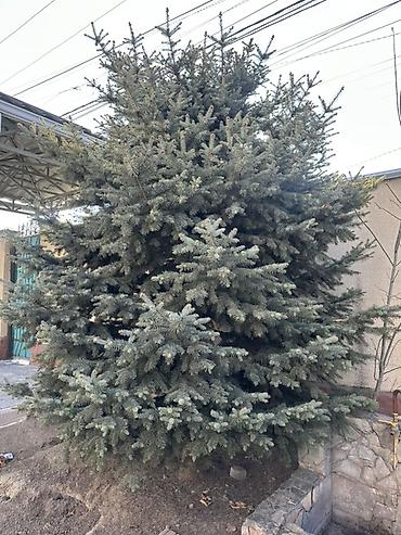 купить саженцы березы: Елка голубая (ель колючая, Picea pungens), взрослая, сформированная — 2