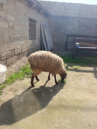 yulaf satisi: Super damazlıq ve kəsimli 8ayliq quzu istiyenler buyrsun elim yandi — 2