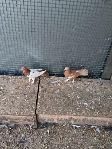 Göyərçinlər: Şəkillərin hamısına baxın. hər cinsdə quşlar satılır . qiymət biri — 18