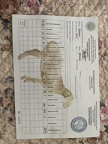 кой союш: Продаю | Овца (самка) | Арашан | Для разведения | Матка — 5