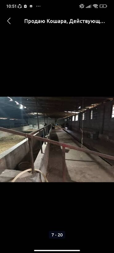 Сельхоз предприятия: Продаю Кошара, 50 соток, Действующий, Частично с оборудованием, Электричество, Канализация, Отопление at lalafo.kg — 13 Сельхоз предприятия: Продаю Кошара, 50 соток, Действующий, Частично с оборудованием, Электричество, Канализация, Отопление — 13