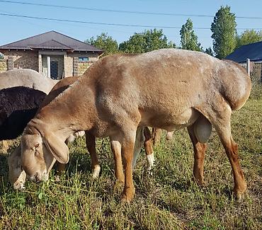 Животные: Кочкор 1.5 года линия Корабль с документами и чипом — 2