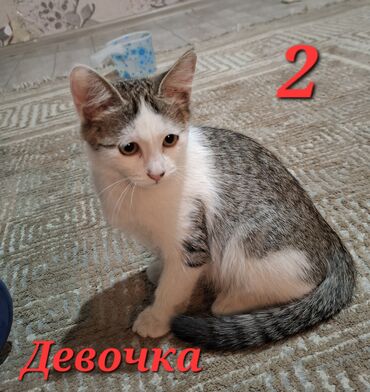 купить золотистого ретривера: Кошка даром: Беспородная, 3 месяца, Девочка