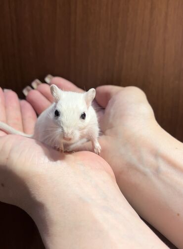 Хомяки: Ручные песчанки монгольские. Красивые окрасы, есть девочки и мальчики — 8
