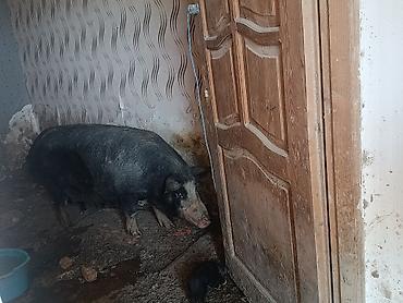dəniz donuzu qiyməti: Məhsul: Donuzlar və balaları . Bir ana 8 bala 2500 . Üç ana 26 bala — 3